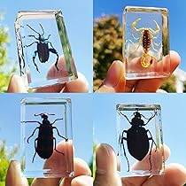 奇虫　標本　2個セット 奇虫 標本 2個セット 奇虫 標本 2個セット 奇虫 標本 2